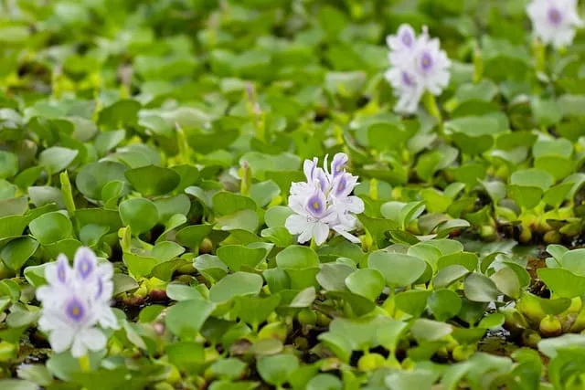 manfaat enceng gondok